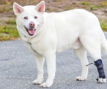 Understanding Why Your Dog Might Be Dragging Its Back Legs