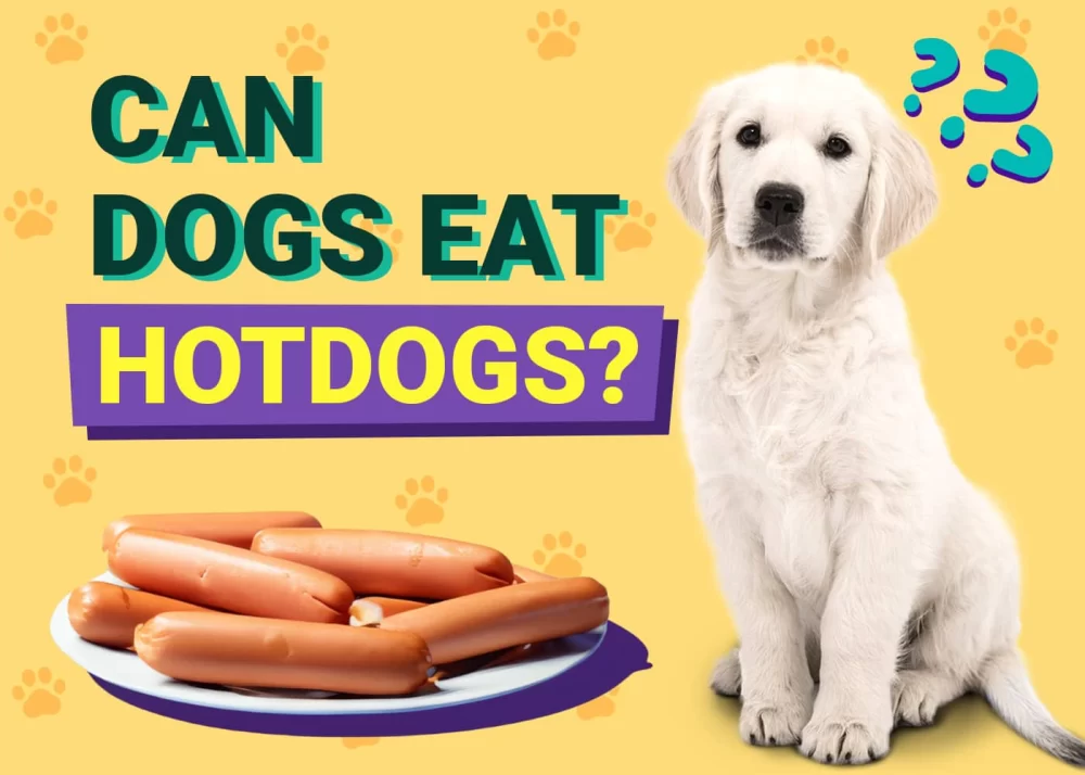 Can Dogs Eat Hot Dogs? What You Need to Know About Feeding Dogs Hot Dogs