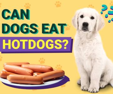 Can Dogs Eat Hot Dogs? What You Need to Know About Feeding Dogs Hot Dogs