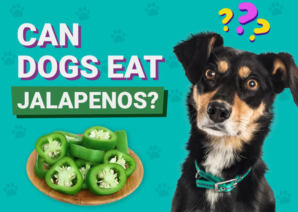 Can Dogs Eat Chili Peppers? Risks and Facts You Need to Know