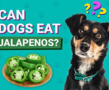 Can Dogs Eat Chili Peppers? Risks and Facts You Need to Know