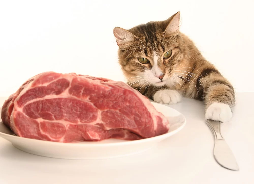 Can Cats Eat Cooked Lamb? Everything You Need to Know
