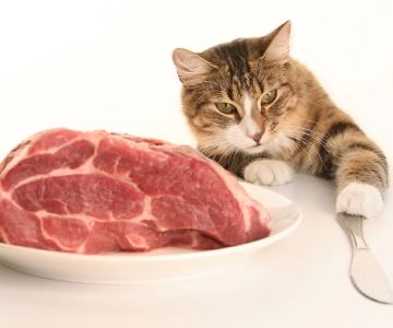 Can Cats Eat Cooked Lamb? Everything You Need to Know