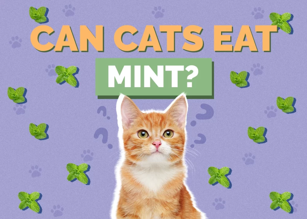 Can Cats Eat Mint Leaves? A Complete Guide to Mint and Cats