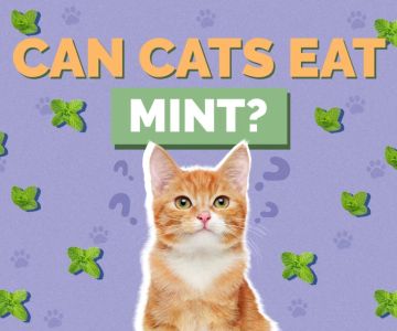 Can Cats Eat Mint Leaves? A Complete Guide to Mint and Cats