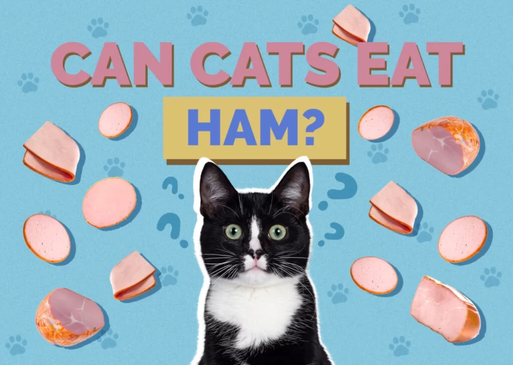 Can Cats Eat Cooked Ham? A Comprehensive Guide for Pet Owners