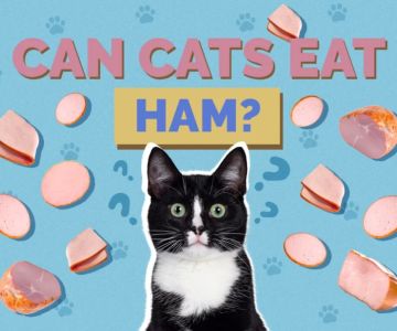 Can Cats Eat Cooked Ham? A Comprehensive Guide for Pet Owners