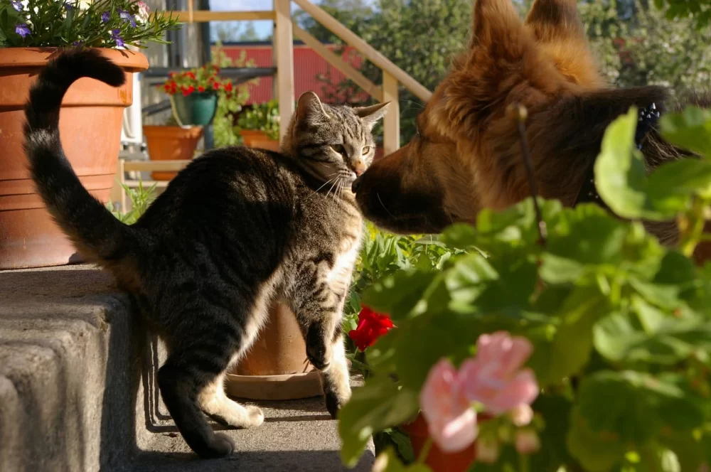 How to Calm an Anxious Cat When Introducing a New Pet: A Step-by-Step Guide