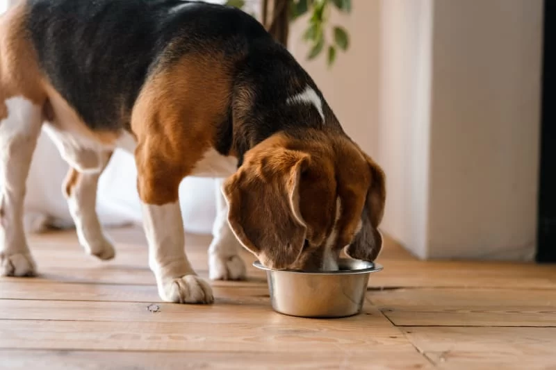 Best Dog Food for Skin Allergies: Finding the Right Solution for Your Dog's Skin Issues