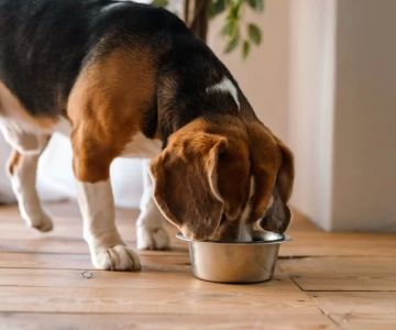 Best Dog Food for Skin Allergies: Finding the Right Solution for Your Dog's Skin Issues