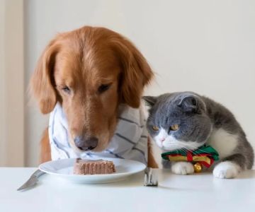 Healthy Treats for Dogs and Cats: Delicious and Nutritious Options for Your Pets