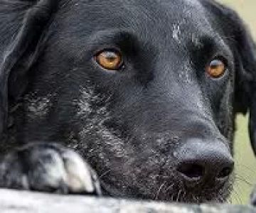 Why Your Dog Refuses to Play with Other Pets: Common Reasons and Solutions