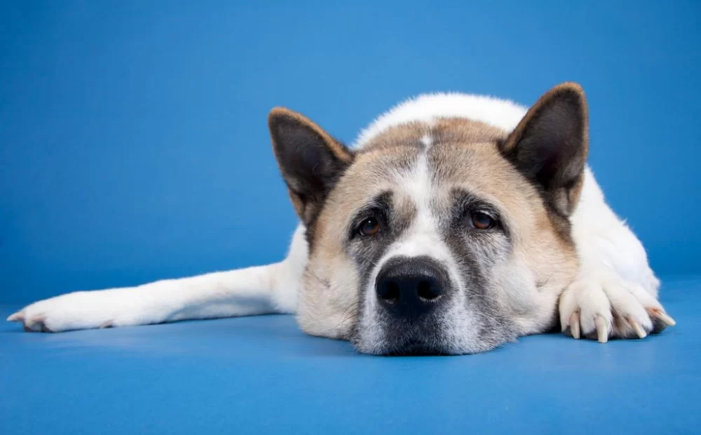 Why Is My Dog Losing Balance and Stumbling? Causes and Solutions for Canine Balance Problems