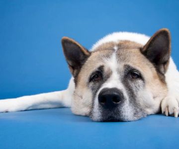 Why Is My Dog Losing Balance and Stumbling? Causes and Solutions for Canine Balance Problems