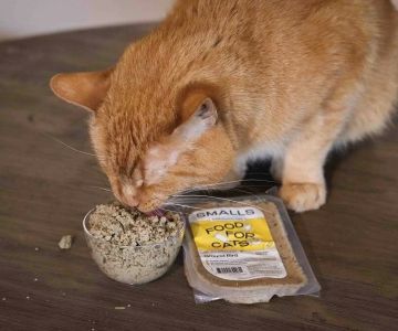 Best Food for Cats with Pancreatitis – Nutritional Options for Healing