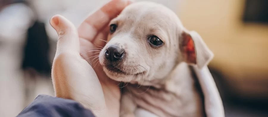Why Is My Dog Shaking and Not Eating? Common Causes and What You Can Do