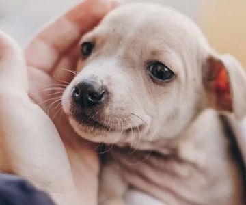 Why Is My Dog Shaking and Not Eating? Common Causes and What You Can Do