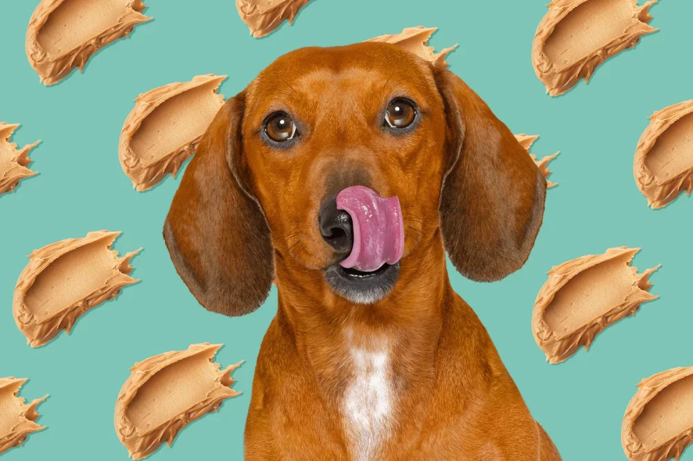 Can Dogs Eat Peanut Butter in Moderation? Discover the Benefits and Risks
