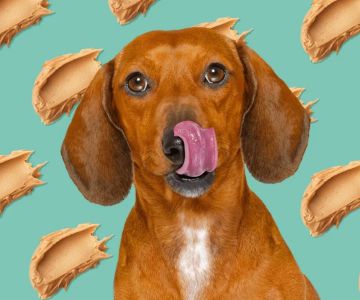 Can Dogs Eat Peanut Butter in Moderation? Discover the Benefits and Risks