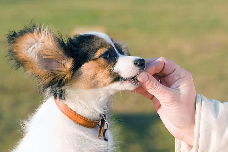 Can Dogs Eat Scrambled Tofu? What You Need to Know