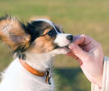 Can Dogs Eat Scrambled Tofu? What You Need to Know