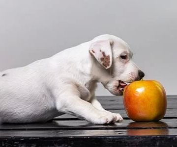 Can Dogs Eat Apples? Understanding the Benefits and Risks