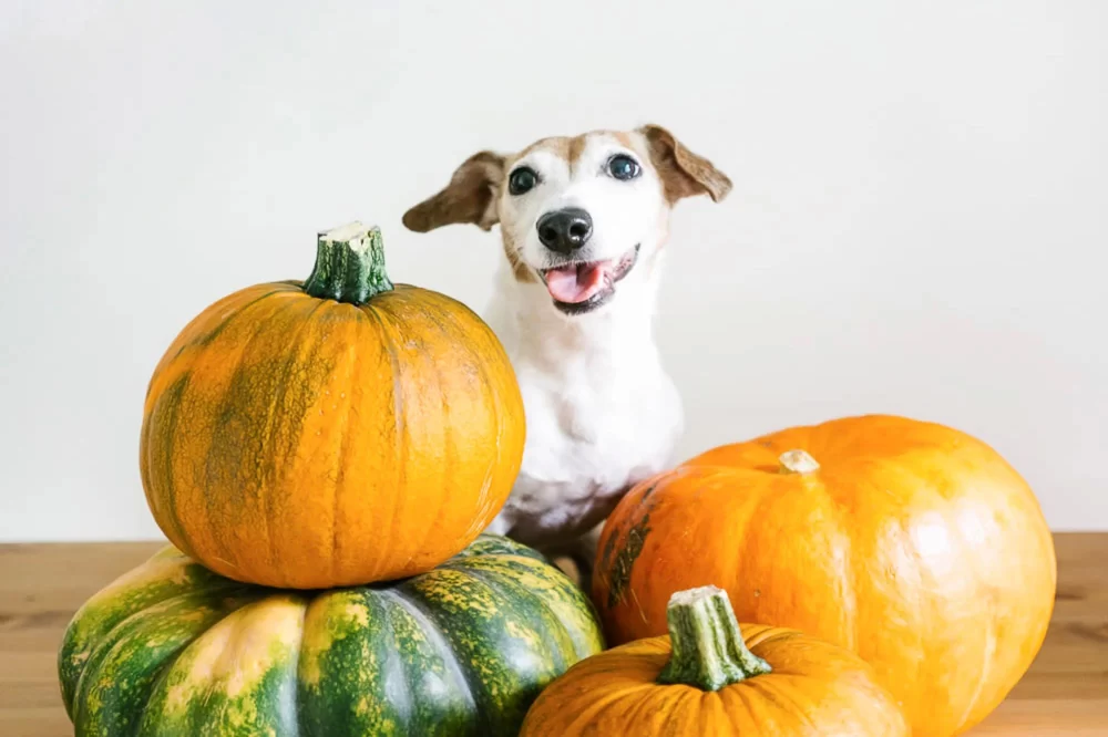 Can Dogs Eat Pumpkin Puree? Benefits and Safety of Feeding Pumpkin to Your Dog