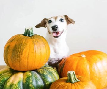 Can Dogs Eat Pumpkin Puree? Benefits and Safety of Feeding Pumpkin to Your Dog