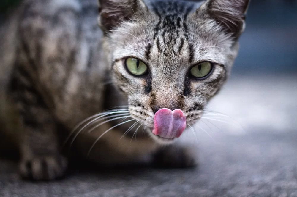 Can Cats Eat Honey Mustard? Understanding the Risks and Safety of Honey Mustard for Cats