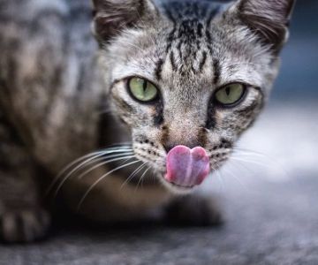 Can Cats Eat Honey Mustard? Understanding the Risks and Safety of Honey Mustard for Cats