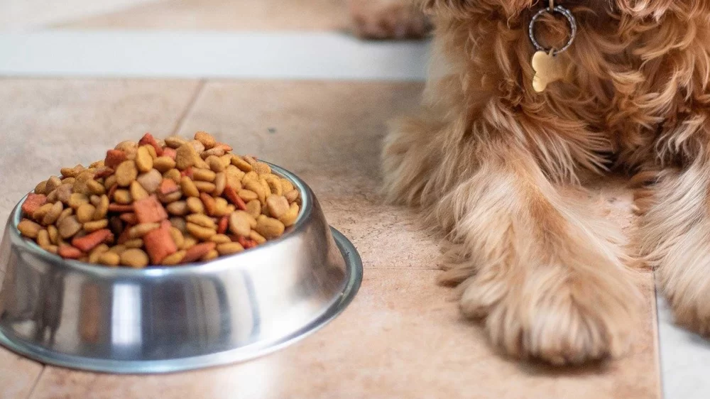 Home-Cooked Meals for Pets: What You Need to Know to Keep Your Furry Friend Healthy