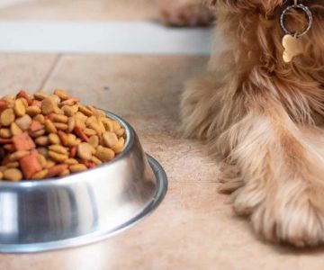 Home-Cooked Meals for Pets: What You Need to Know to Keep Your Furry Friend Healthy