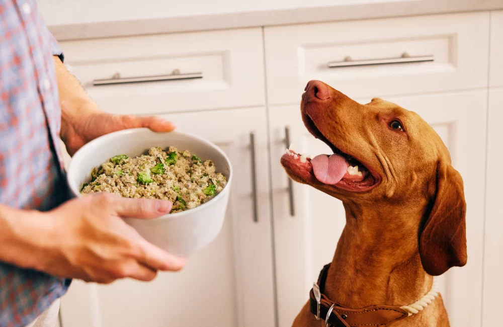 Best Senior Dog Food for Weight Loss: A Complete Guide for Your Dog’s Health