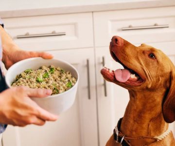Best Senior Dog Food for Weight Loss: A Complete Guide for Your Dog’s Health