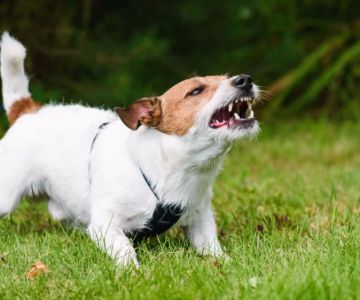 How to Train a Dog to Stop Barking at Strangers