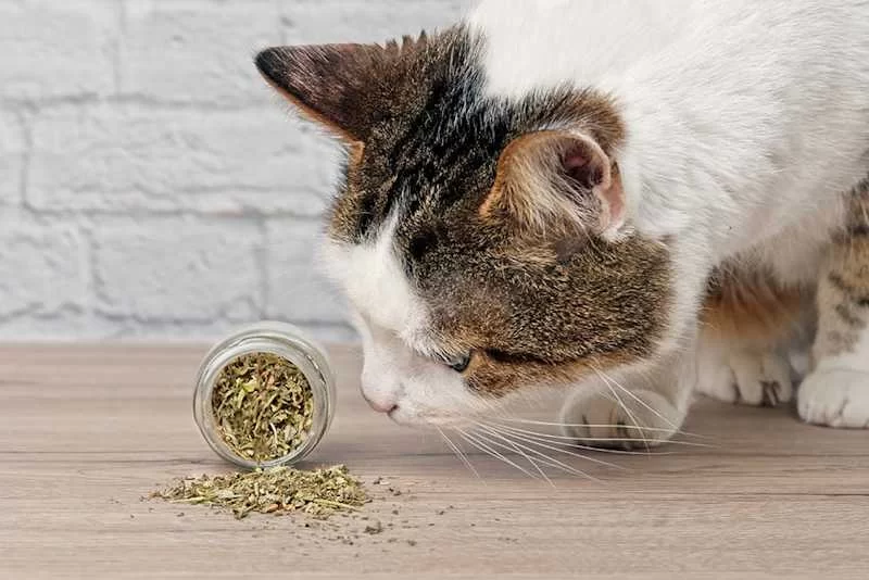 Can Cats Eat Mint Leaves? Everything You Need to Know