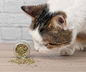 Can Cats Eat Mint Leaves? Everything You Need to Know
