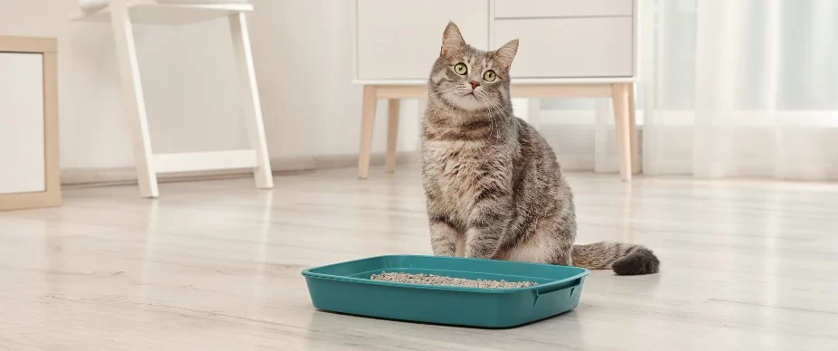 How to Train Your Cat to Use a Litter Box Effectively