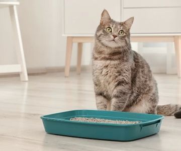 How to Train Your Cat to Use a Litter Box Effectively