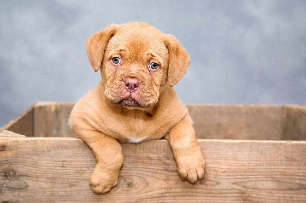 Puppy Training Schedule for New Owners: A Step-by-Step Guide