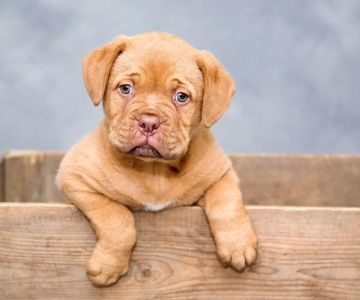 Puppy Training Schedule for New Owners: A Step-by-Step Guide