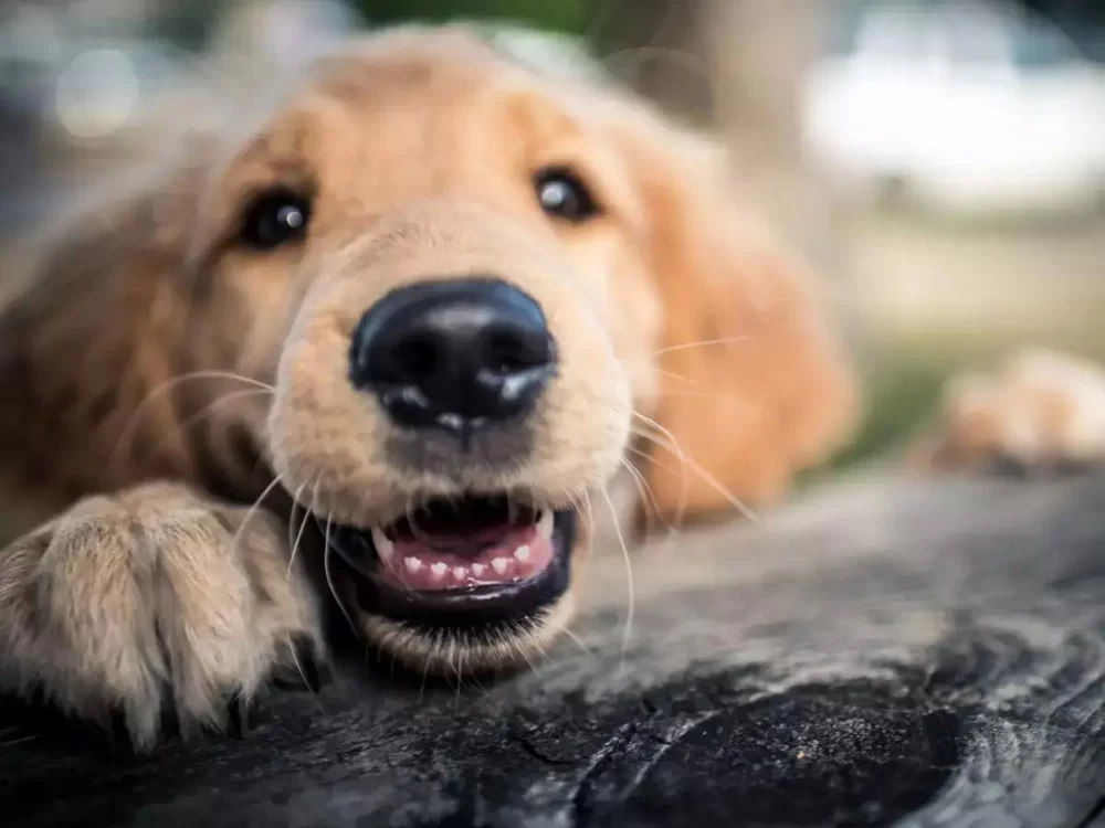 Dealing with Separation Anxiety in Dogs: Effective Solutions and Tips