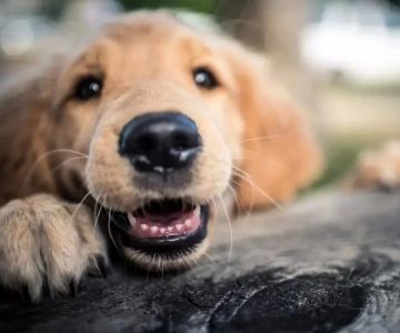 Dealing with Separation Anxiety in Dogs: Effective Solutions and Tips