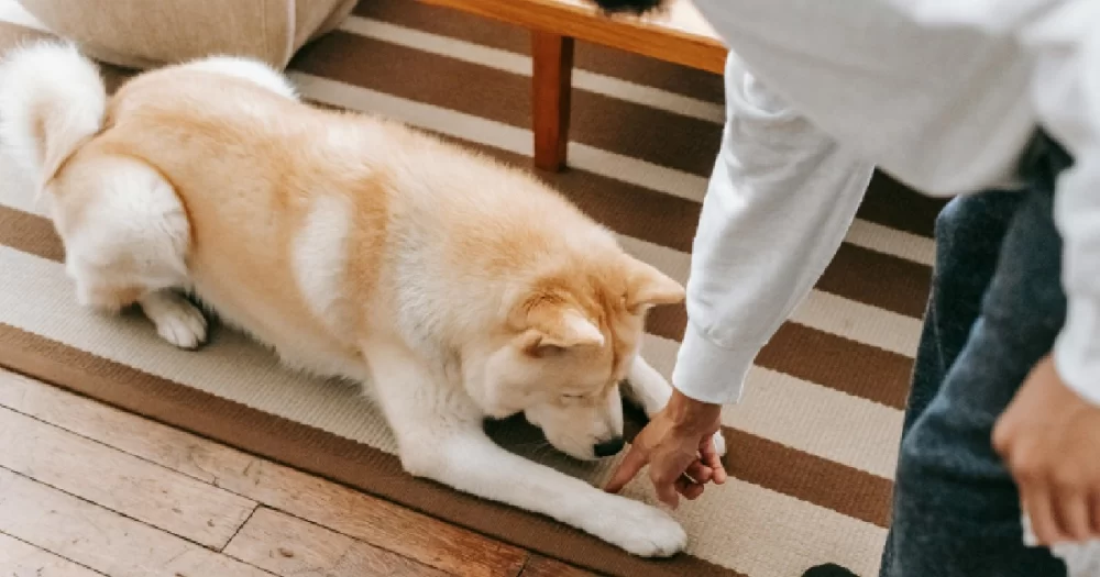 How to Train Your Dog to Stop Barking at the Doorbell Effectively