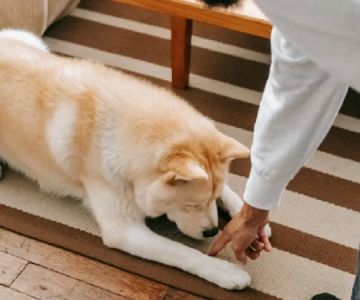 How to Train Your Dog to Stop Barking at the Doorbell Effectively