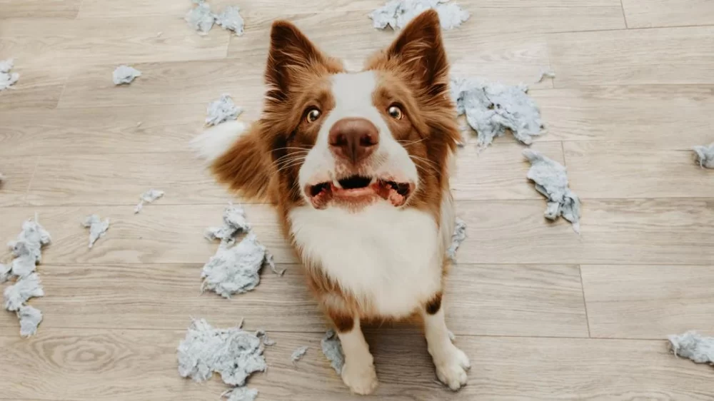 Signs of Anxiety in Pets and How to Help Them: A Comprehensive Guide