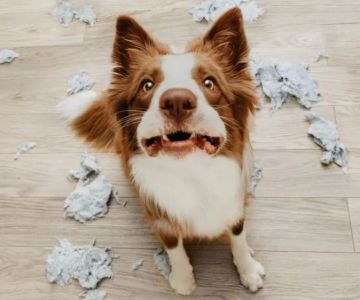 Signs of Anxiety in Pets and How to Help Them: A Comprehensive Guide