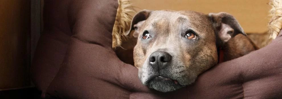Symptoms of Poisoning in Dogs and Cats – What Every Pet Owner Should Know