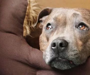 Symptoms of Poisoning in Dogs and Cats – What Every Pet Owner Should Know