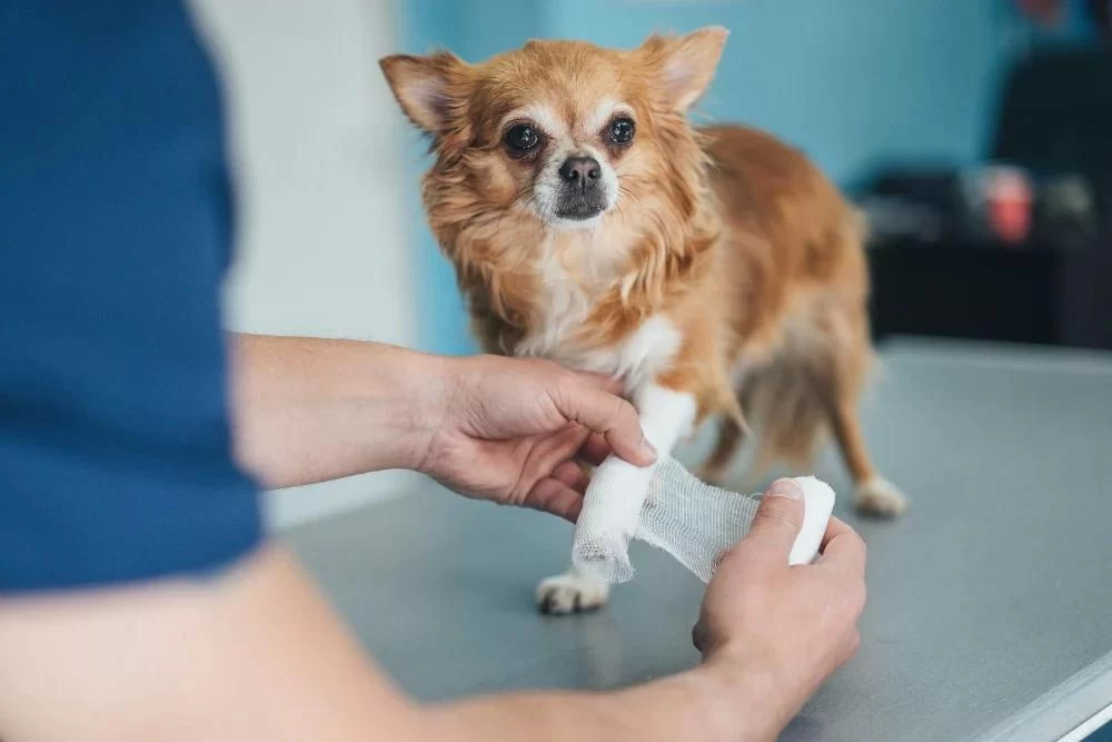 How to Handle a Pet's Broken Bone or Injury – Effective Steps for Pet Care